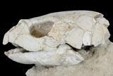 Fossil Turtle (Lytoloma) Skull - Khouribga, Morocco #113361-1